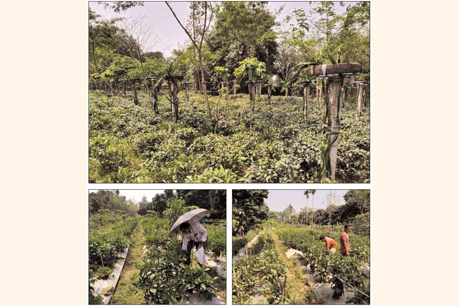 Photos show dragon fruits and tea plants on the same land (top), Moyejul Islam Moyej plucking capsicum in his garden (bottom left) and labourers at work (bottom right) in the garden at Haridash village under Aditmari upazila of Lalmonirhat district — FE Photos