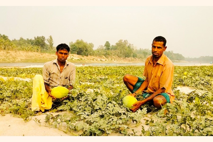 Two farmers showing watermelon at a charland near the Atrai river in the Chhoto Chandpur area of Patnitala upazila — FE Photo