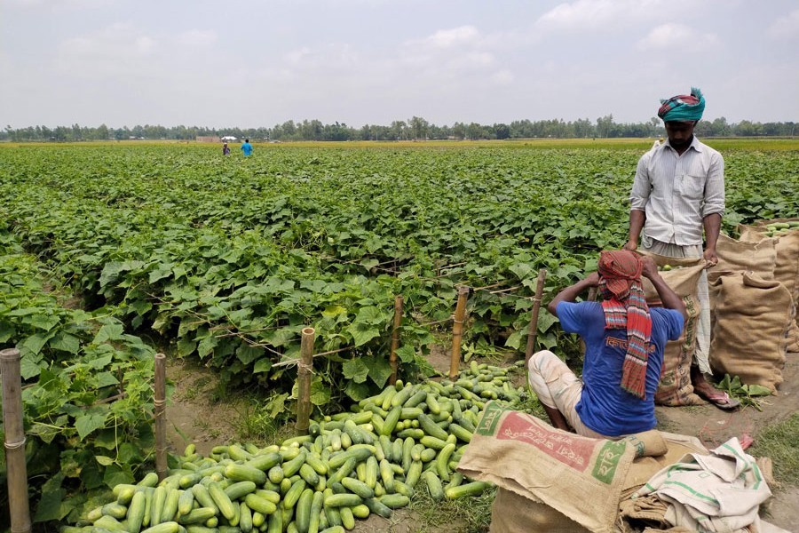 A farmer selling his cucumber at the field of Boro Kamlabari village under Aditmari upazila in Lalmonirhat district — FE Photo