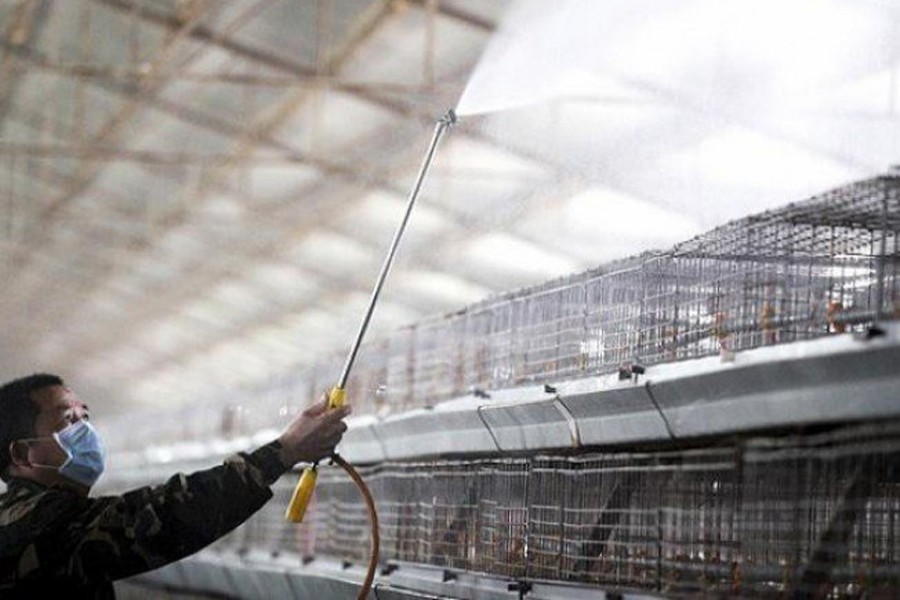 A health worker sprays disinfectant at a poultry farm in Dayang Township of Bozhou City, east China's Anhui Province. AP file photo used only for representational purpose