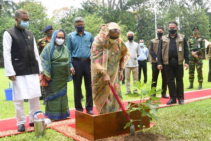 Prime Minister Sheikh Hasina planting a sapling to inaugurate the 'National Tree Plantation Campaign' at Ganabhaban on Saturday –PID Photo