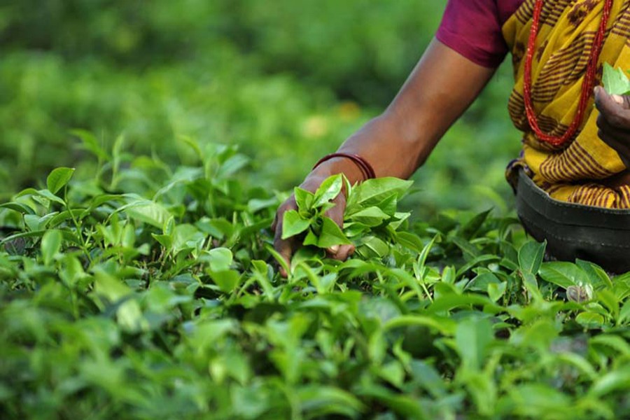 Tea gardeners’ daily minimum wage proposed at Tk 117