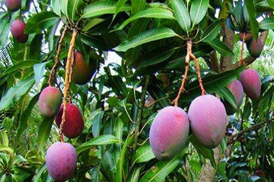 Foreign mangoes hanging on the trees in Mofizur Rahman Mafi's garden in Faridpur — FE Photo