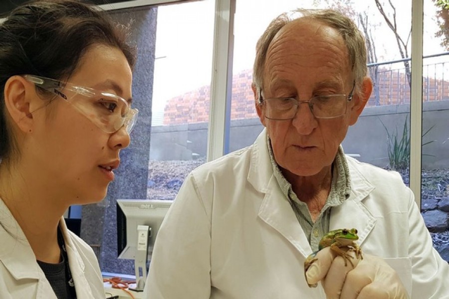 Professor Michael Mahony holds a Green and Golden Bell Frog as PhD candidate and research assistant Rebecca Sceto looks on inside a laboratory at the University of Newcastle, Australia, June 4, 2021. REUTERS