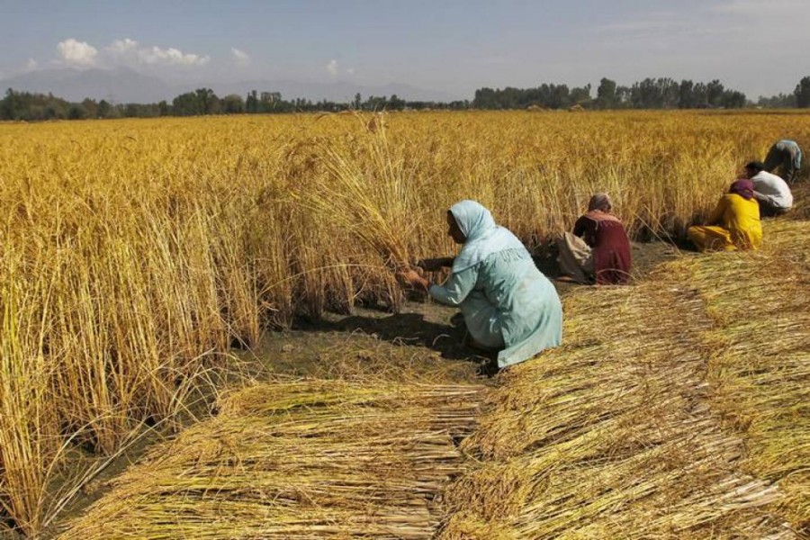 Kashmiri farmers harvest paddy crops on the outskirts of Srinagar on September 14, 2015 — Reuters/Files