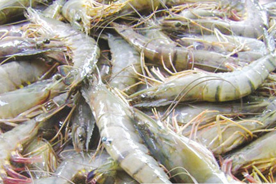 EPB for increase cash incentive on shrimp export