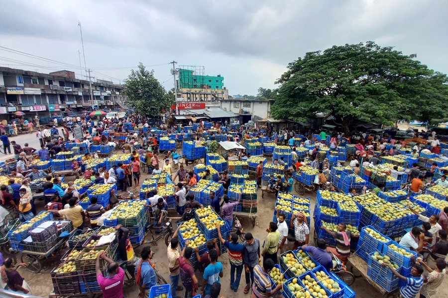 A large number of mango traders with crateful of mangoes on vans are waiting for customers at Baneshwar haat in Rajshahi on Sunday — FE Photo