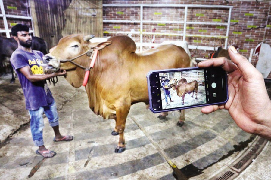 A man takes a picture of a cow with his mobile phone to share it with his family as he came to Meghdubi Agro Farm at Basila in the city's Mohammadpur area on Thursday to buy a sacrificial animal for the upcoming Eid-ul-Azha — FE photo