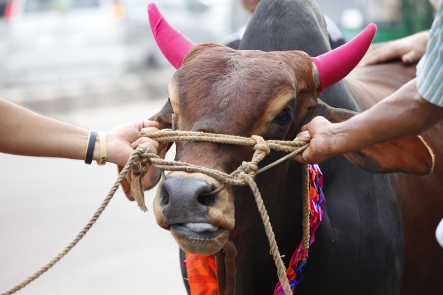 Celebrating Eid-ul-Azha in time of pandemic