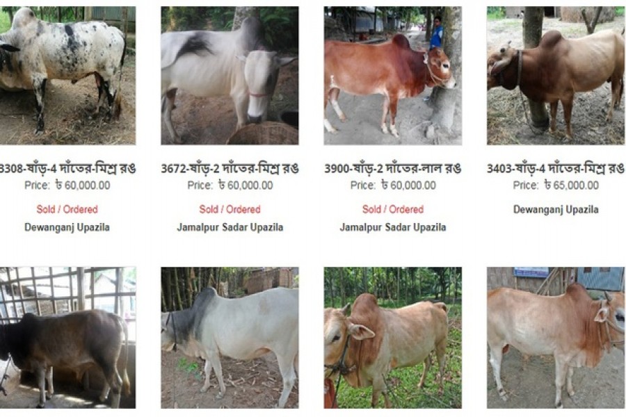 Online sales of sacrificial animals amount to over Tk 27b