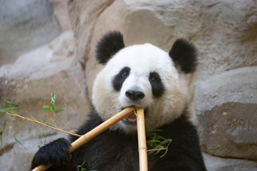 Giant panda Huan Huan at the Beauval Zoo in Saint-Aignan-sur-Cher, France. Photo by Beauval Zoo/Handout via Xinhua.