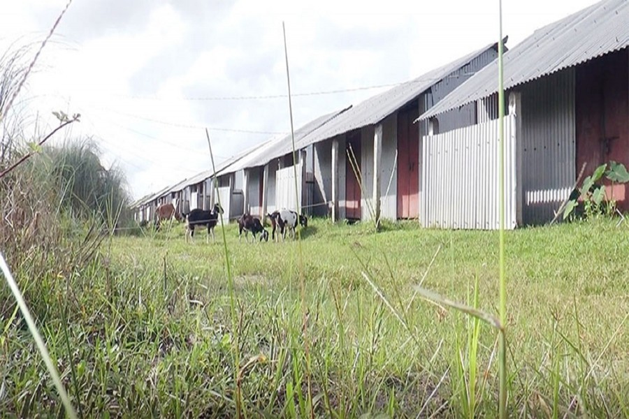 A partial view of the cluster village on Padmachar in Shibchar, Madaripur — FE Photo