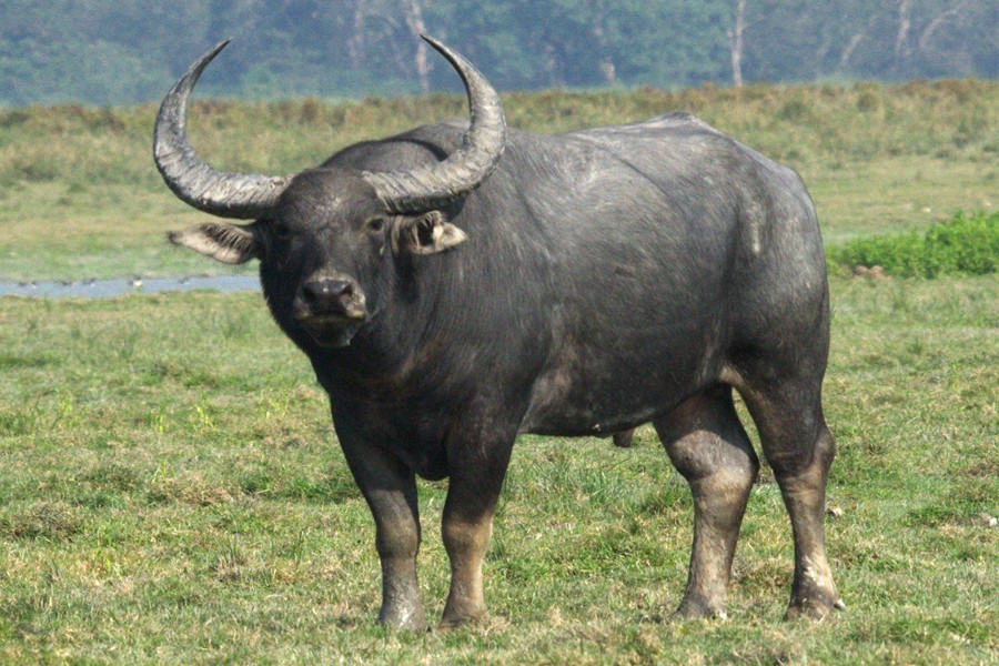 Private firm seeks permission for buffalo import