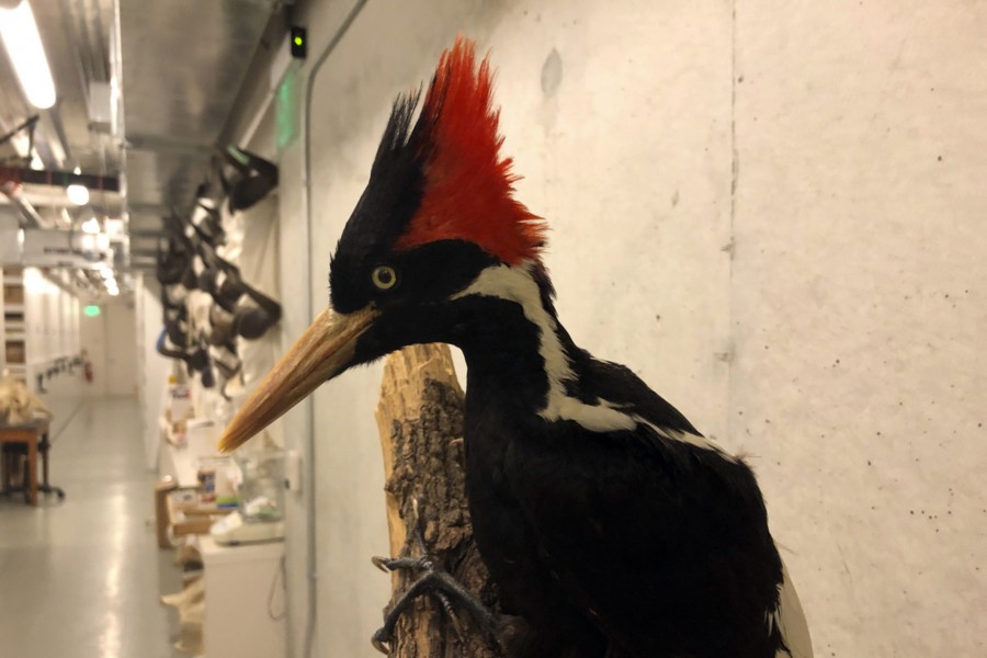 An ivory-billed woodpecker specimen is on a display at the California Academy of Sciences in San Francisco on Sept. 24, 2021. | Haven Daley/AP Photo