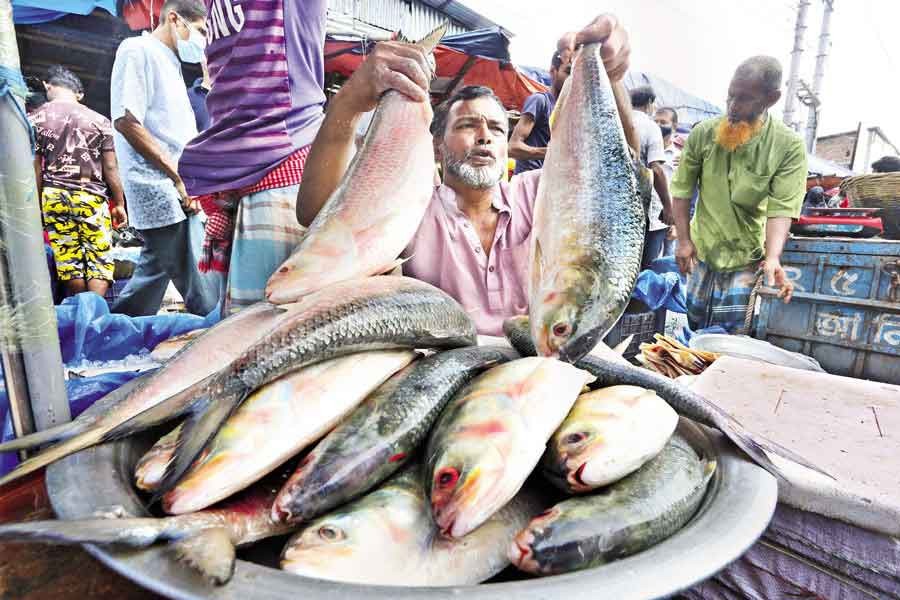 A vendor displays hilsa at Karwan Bazar in the city on Saturday. Hilsa has become too pricey nowadays due to the export of the fish as well as a 22-day ban on hilsa fishing effective from Sunday midnight —FE photo by KAZ Sumon