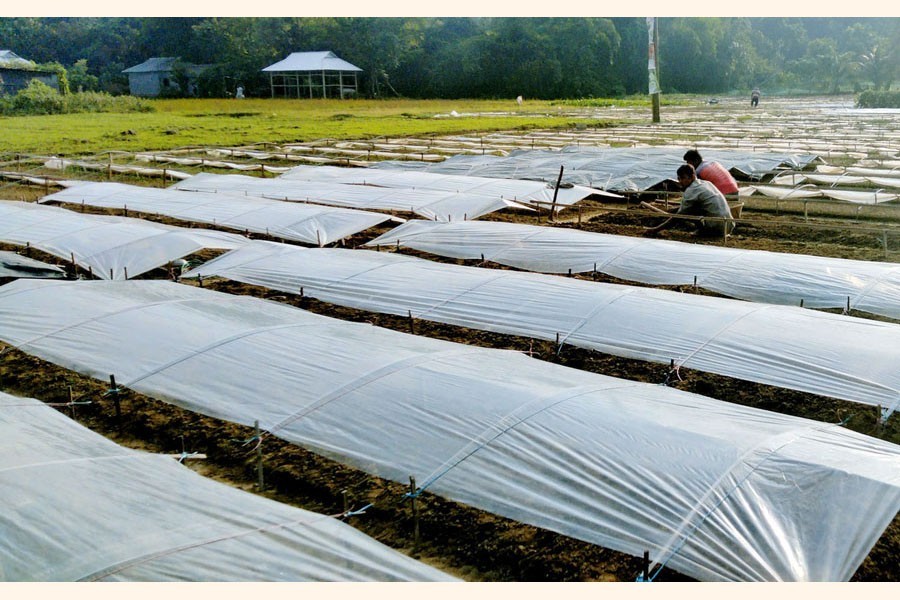 Two farmers tending vegetable saplings in a field at Shameshpur village of Burichang upazila in Cumilla — FE Photo