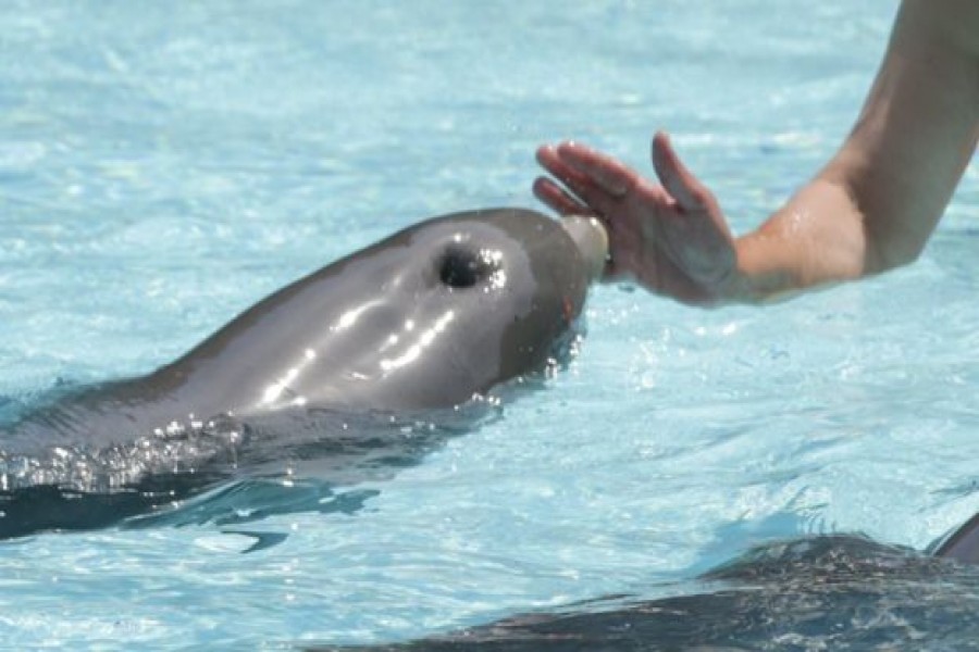 Govt announces reward for providing information about dolphin killers