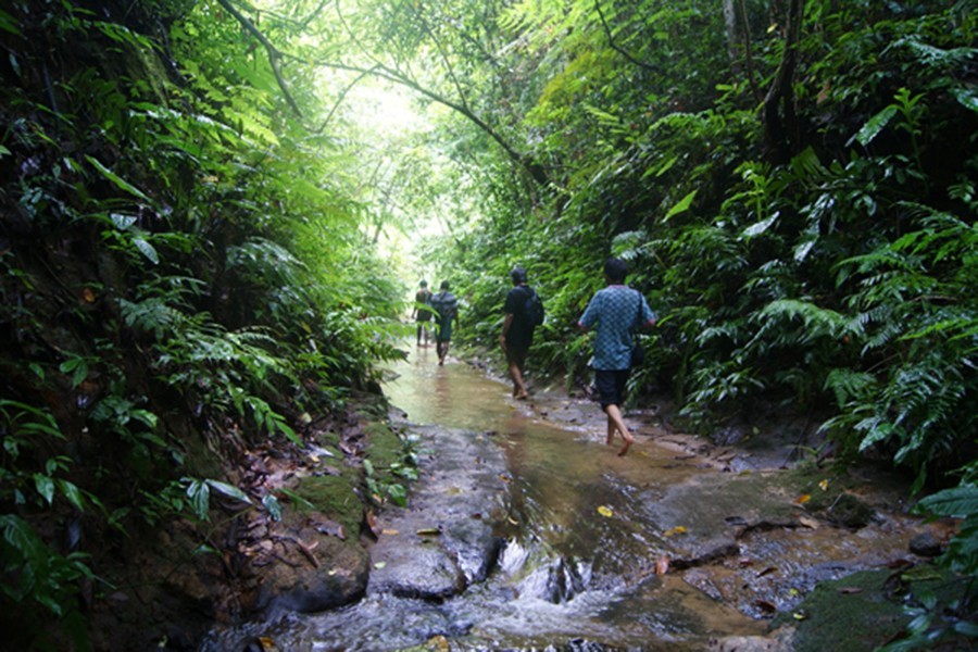 File photo of Lathitila forest. (Collected)