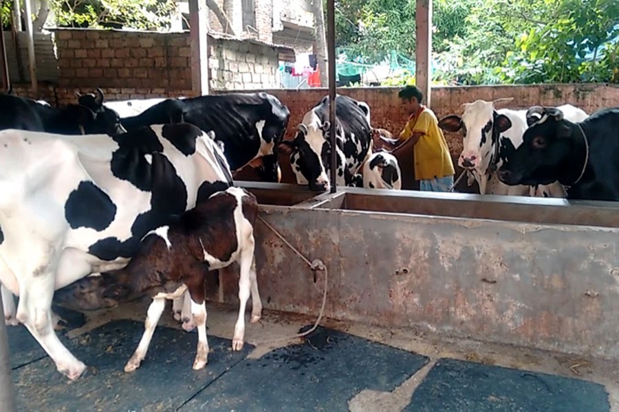 A much-required boost for dairy industry