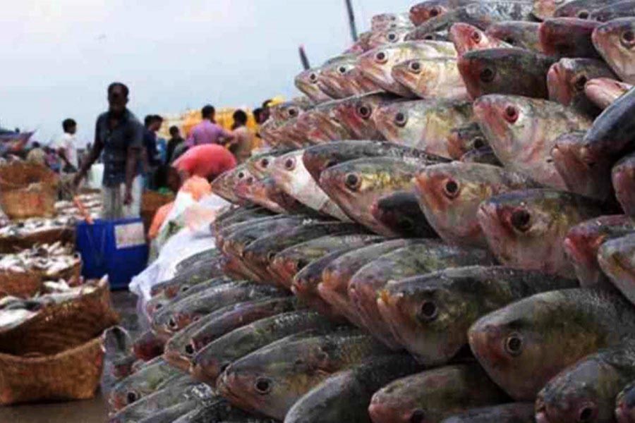 Hilsa fish export deadline extended to Nov 05