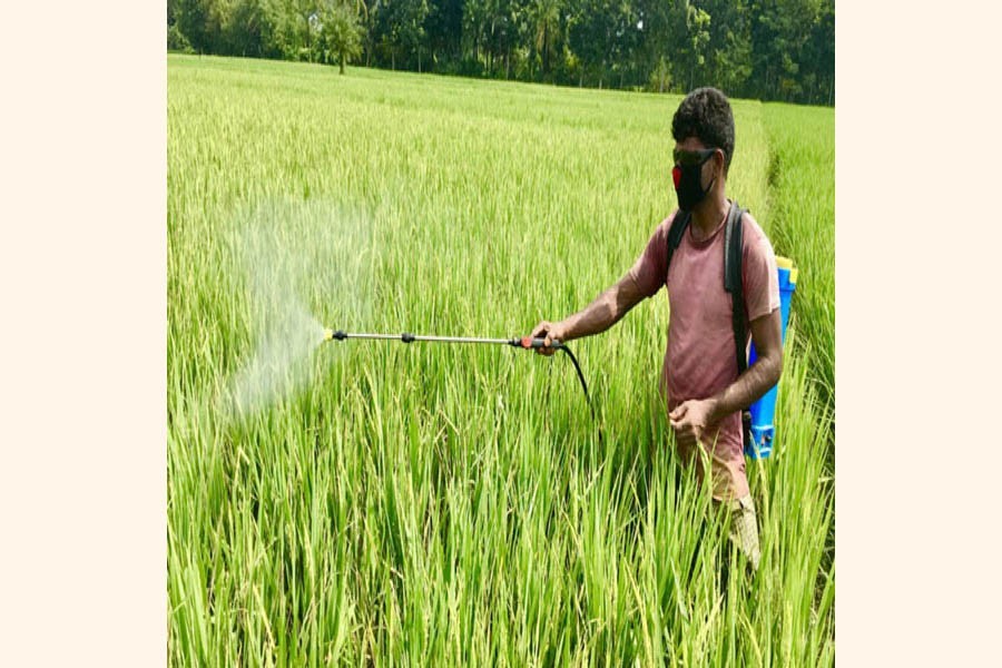 A farmer spraying pesticide on his Aman paddy. The photo was taken from Chandutia village in Jashore district — FE Photo