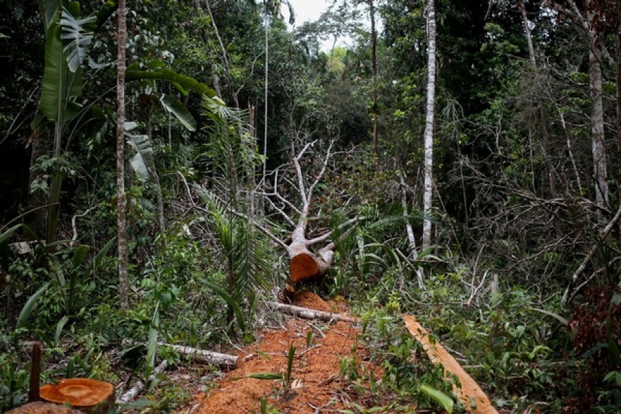 A felled tree is seen in the middle of a deforested area of the Yari plains, in Caqueta, Colombia March 3, 2021. Reuters