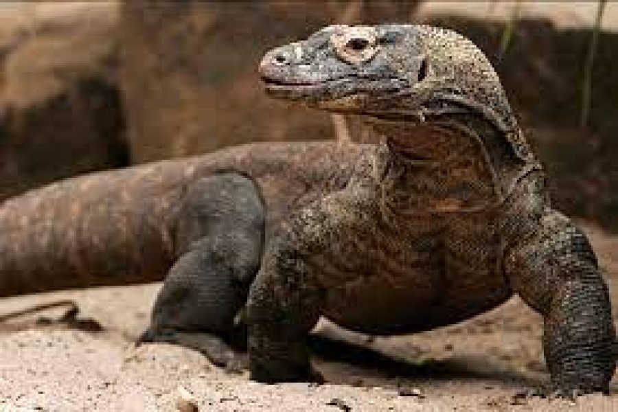 Indonesian zoo breeds Komodo dragons to save them from extinction