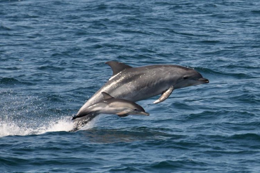 Genome sequencing of dolphin, four Halda carps unveiled