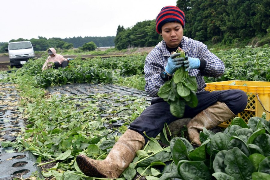 Workers from Thailand work at Green Leaf farm, in Showa Village, Gunma Prefecture, Japan, June 6, 2018. Picture taken June 6, 2018. REUTERS/Malcolm Foster/File Photo