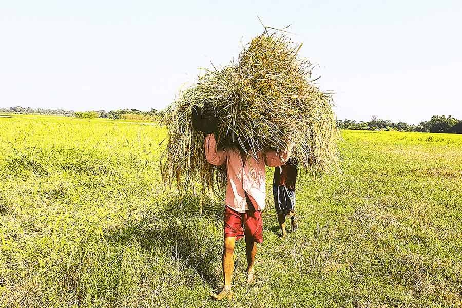 Farmers carrying home bundles of Aman paddy after harvesting those from a field at Daudkandi village in Cumilla district — FE Photo