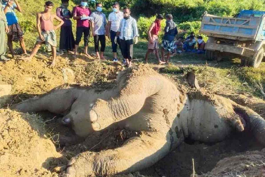 Two get land in jail for killing elephant in Chattogram