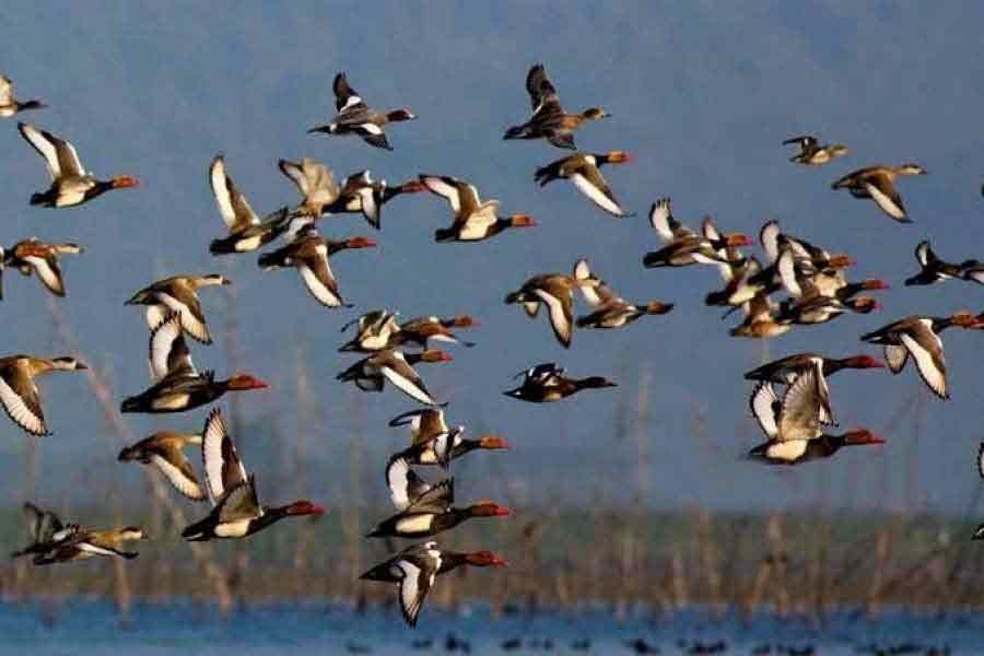 Bangladesh bans airguns to protect bird species, wildlife