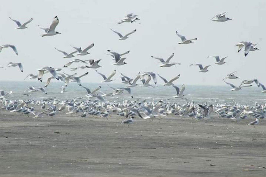 Migratory birds are chirping in a river in Cox's Bazar district — FE Photo