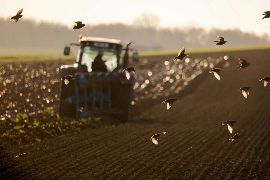 Starlings flying over a tractor when a French farmer ploughing his field in Haynecourt of France on November 22 last year –Reuters file photo