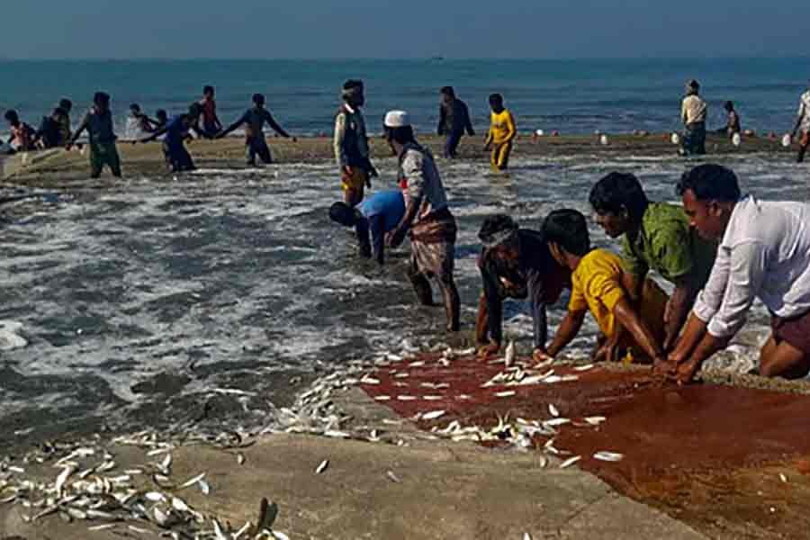 A group of fishermen earns Tk 0.6m with a single cast of net