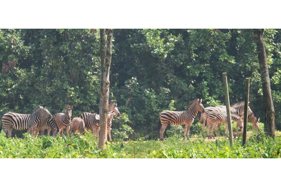 Nine zebras die in safari park