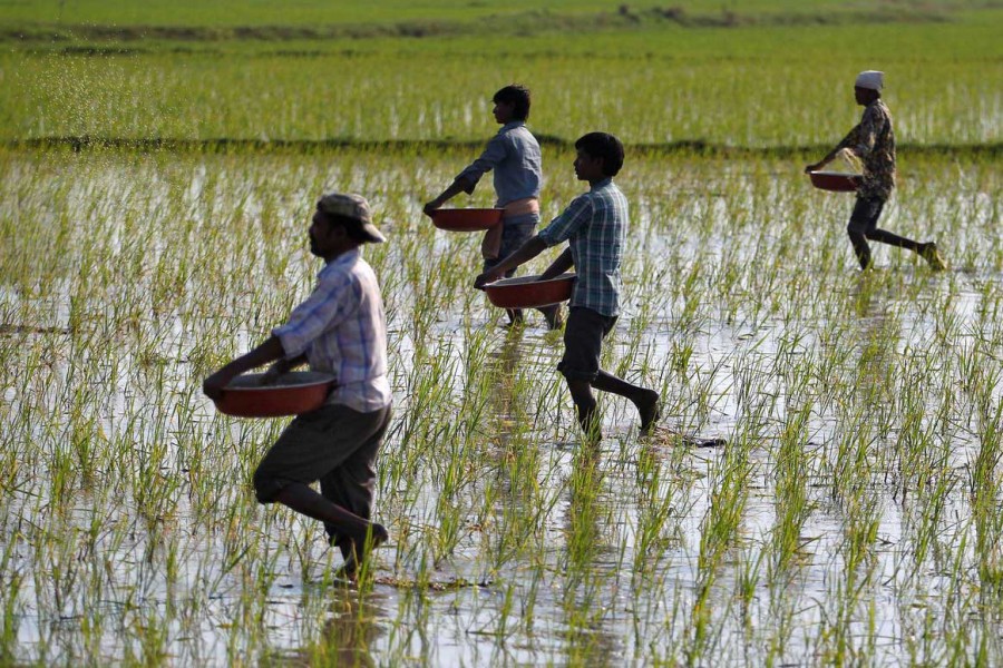 Farmers sprinkle fertilizers on a paddy field on the outskirts of Ahmedabad, India, February 1, 2017 – Reuters/Amit Dave