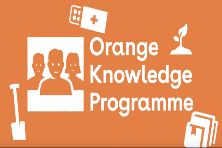 Study in the Netherlands via the Orange Knowledge Programme