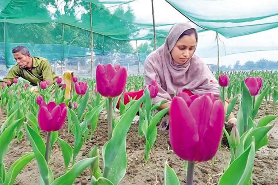 Tulip is now a big draw for flower growers as well as tourists, as this exotic flower is being cultivated in Tentulia Sadar union under Panchagarh district. For the first time, eight women of Dorjipara and Sharialjote villages have come together to cultivate tulip. To the delight of flower growers and lovers, tulip plants have recently started exploding with vibrant blossoms. — Collected photo