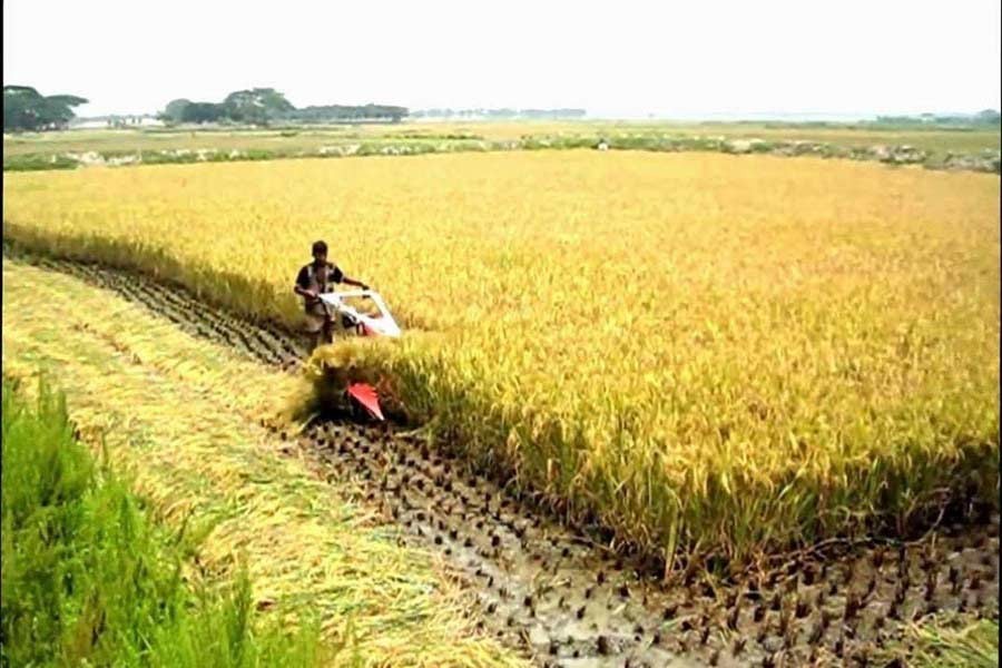 Mechanised farming and rice varieties  