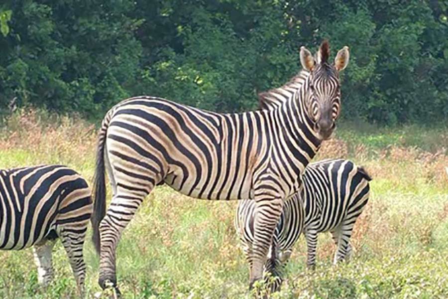 Two safari park officials withdrawn over death of 11 zebras