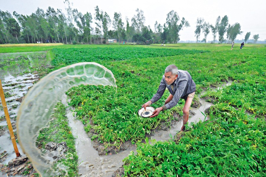 A farmer struggles to scoop out stagnant rainwater from his potato field in Bogura on Saturday, as recent rain across the country caused damage to different crops — Focus Bangla