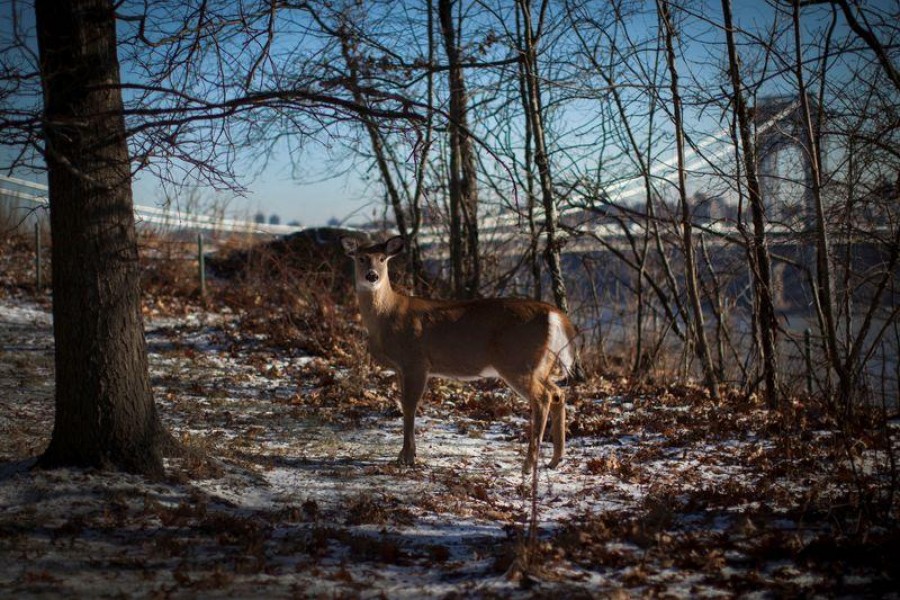 Discovery of Omicron in New York deer raises concern