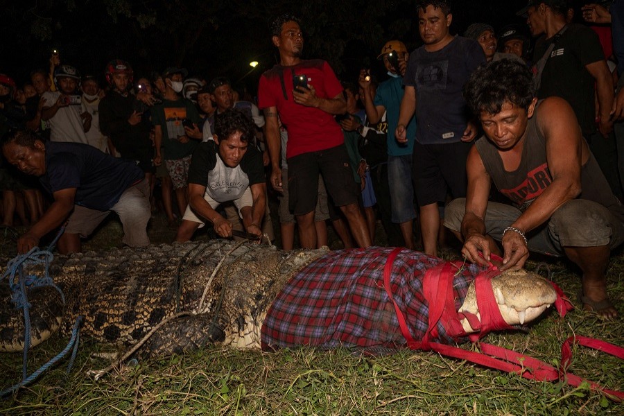 Tyre-bound crocodile finally freed after six years!