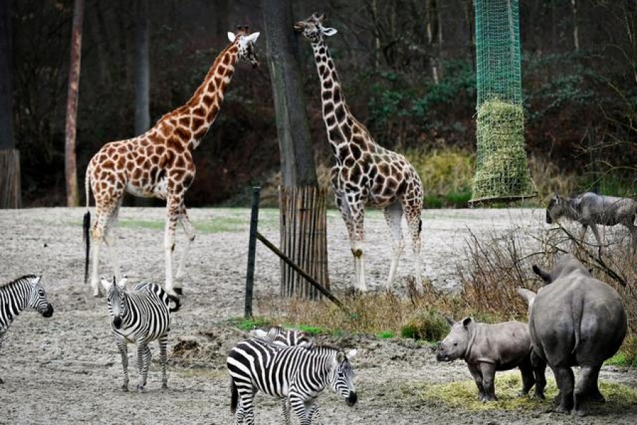 A rhinoceros meets giraffes and zebras on the savanna for the first time at a zoo in Arnhem, Netherlands February on 10, 2022 — Reuters photo