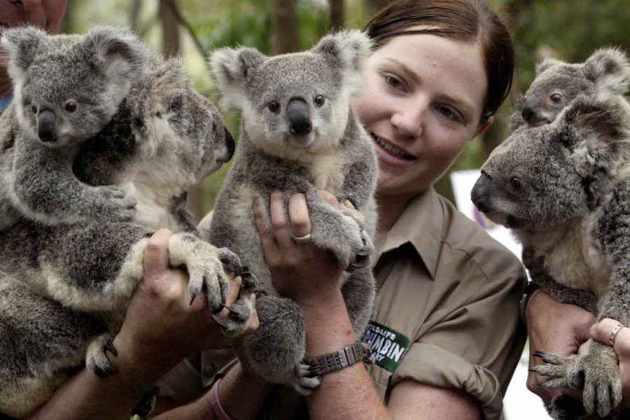 Wildlife officer Lindy Thomas poses with koalas and their joeys produced by artificial insemination at , Gold Coast, October 30, 2006 – Reuters /Greg White