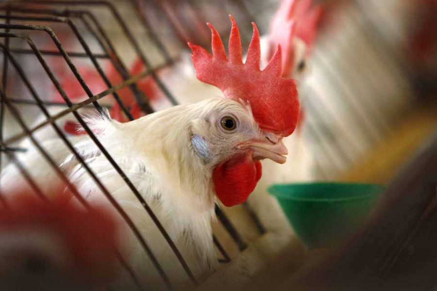 A caged hen feeds at an egg farm in San Diego County in this picture taken July 29, 2008 — Reuters/Mike Blake