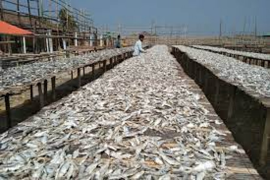 Govt starts work to set up dried fish processing industry