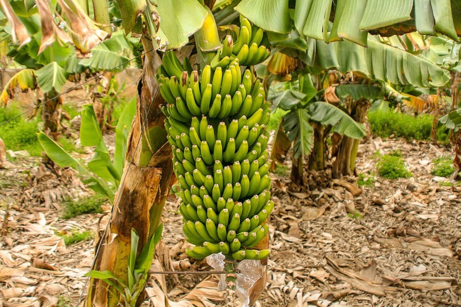 Naogaon farmers show interest in banana farming