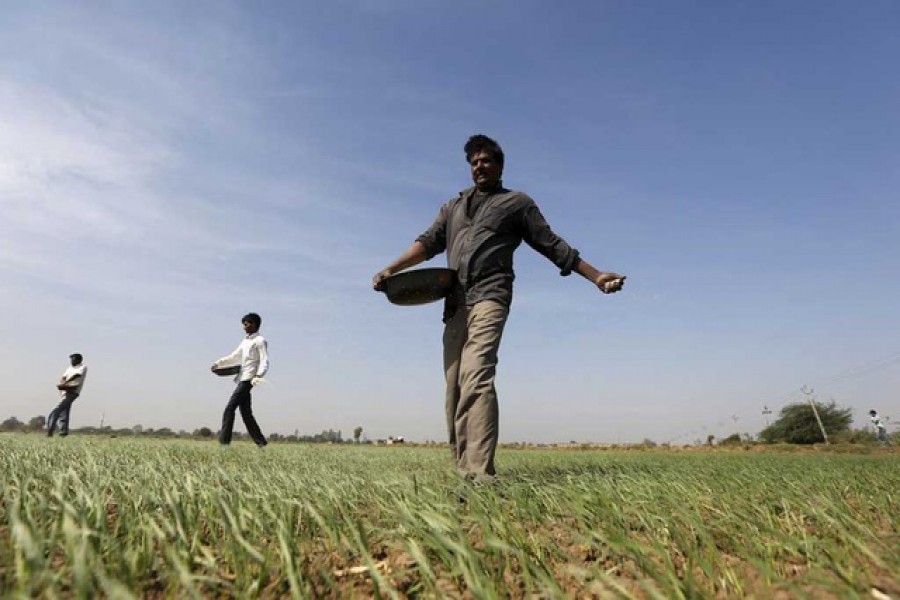 Farmers sprinkle fertiliser on a wheat field on the outskirts of Ahmedabad, India, Dec 15, 2015 — Reuters/Files